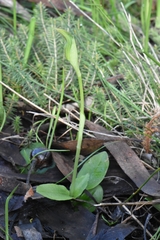 Pterostylis curta