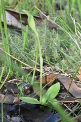 Pterostylis curta
