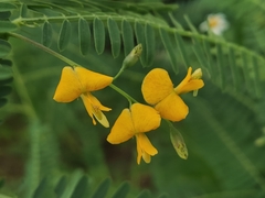 Sesbania cannabina