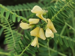 Sesbania cannabina