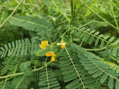 Sesbania cannabina
