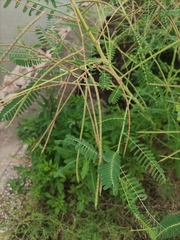 Sesbania cannabina