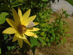 Polyommatus icarus