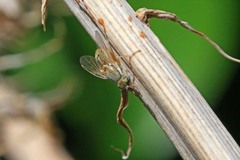 Terellia fuscicornis