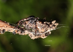 Cyclosa octotuberculata