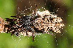 Cyclosa octotuberculata