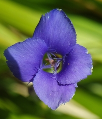 Gentianopsis ciliata ciliata