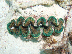 Tridacna noae