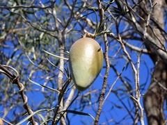 Leichhardtia australis