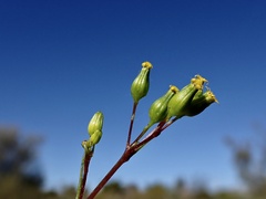 Senecio glossanthus