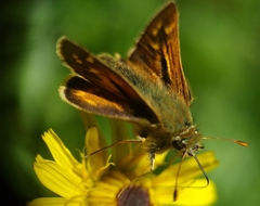 Hesperia comma