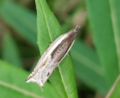 Ancylis apicella