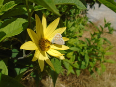 Polyommatus icarus