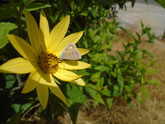 Polyommatus icarus