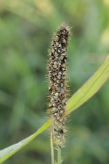 Macalpinomyces neglectus