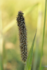 Macalpinomyces neglectus