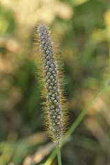 Macalpinomyces neglectus