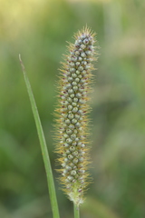 Macalpinomyces neglectus