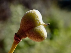 Alectryon oleifolius canescens
