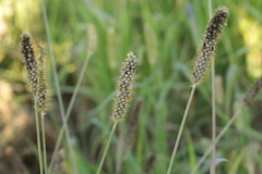 Macalpinomyces neglectus