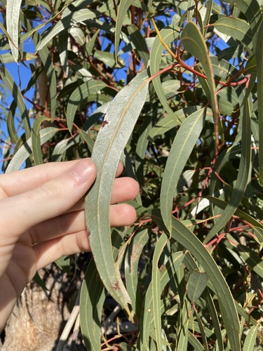 Image of Eucalyptus erythrocorys by (c) Thomas Mesaglio, some rights reserved (CC BY)