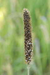 Macalpinomyces neglectus