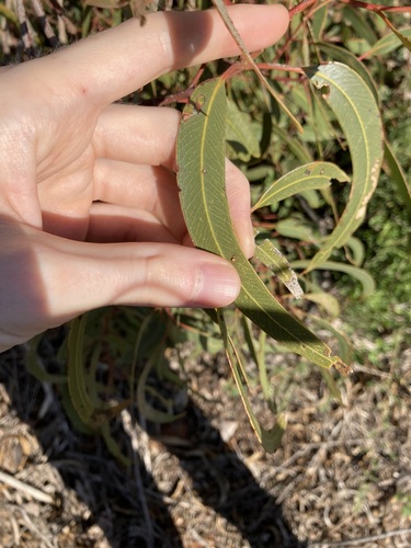Image of Eucalyptus erythrocorys by (c) Thomas Mesaglio, some rights reserved (CC BY)