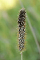 Macalpinomyces neglectus