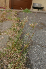 Juncus
