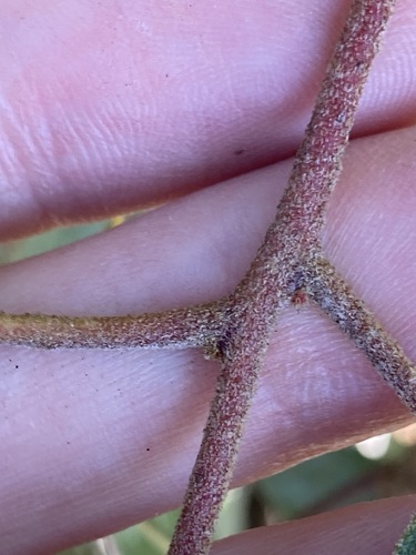 Image of Eucalyptus erythrocorys by (c) Thomas Mesaglio, some rights reserved (CC BY)
