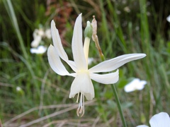 Narcissus triandrus