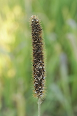 Macalpinomyces neglectus