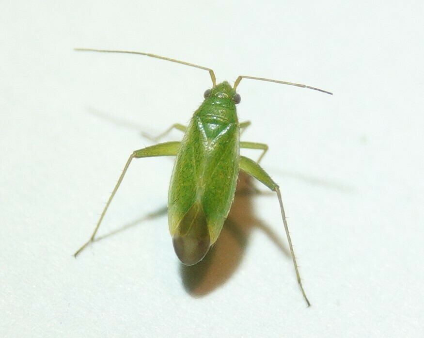 Litocoris