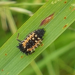 Harmonia axyridis