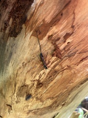 Xoridinae
