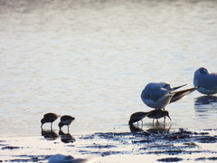 Calidris alpina