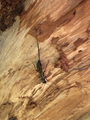 Xoridinae