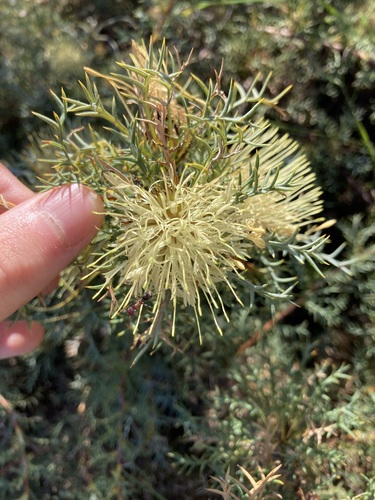 Image of Banksia fraseri by (c) Thomas Mesaglio, some rights reserved (CC BY)