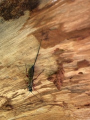 Xoridinae