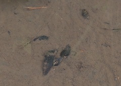 Semisulcospira libertina