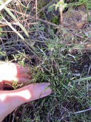 Laxmannia sessiliflora