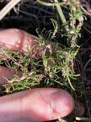 Laxmannia sessiliflora