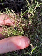 Laxmannia sessiliflora