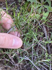 Laxmannia sessiliflora