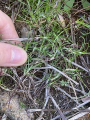 Laxmannia sessiliflora