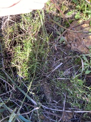 Laxmannia sessiliflora