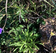 Clematicissus angustissima