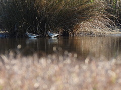Calidris alpina