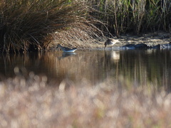 Calidris alpina