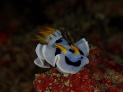 Chromodoris alcalai